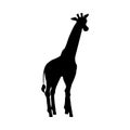 Black silhouette of standing giraffe flat style, vector illustration Royalty Free Stock Photo