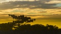 Black silhouette of a tree in the Amazon rainforest at sunset with yellow cloudy sky. Lago Agrio - Ecuador