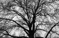 Black Silhouette of Tree Background
