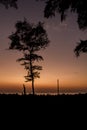 Black silhouette of a tree and a lamp post on the embankment with tetrapods against the sea under a bright orange purple evening