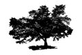 The black silhouette of a tree. Large tree isolated on white background. Vector illustration.