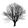 Black silhouette of a tree without leaves on white.