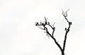 Black silhouette of a tree with perched ravens against the white background