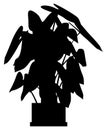 Black silhouette of a tropical Philodendron gloriosum in pot isolated