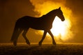 Black silhouette of a trotting horse with a orange background Royalty Free Stock Photo