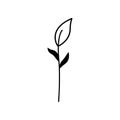 Black silhouette of a twig with cotyledon leaves. Clipart