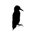 Black silhouette of woodpecker isolated on white