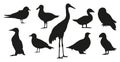 Black Silhouettes of Arctic Bird Species. Puffin, Snowy Owl, Arctic Tern, Common Eider, Guillemot, Sanderling