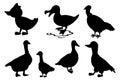 Black silhouettes of birds swans and ducks Silhouettes Royalty Free Stock Photo
