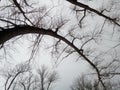 Black silhouettes of curved tree trunks with graceful branches on the background of gray sky