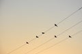 Black silhouettes of doves alighted upon electric wires at dawn