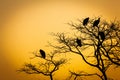 Black silhouettes of dry trees with vultures perched on sharp leafless branches under an orange sky Royalty Free Stock Photo