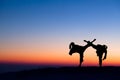 Silhouettes of fighters fight at sunset