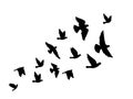 Black silhouettes of flying birds on a white background Royalty Free Stock Photo