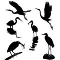 Set of black aquatic birds isolated