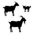 Black Silhouettes of Goats