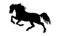 Black silhouettes of a horse on  white background Royalty Free Stock Photo