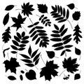 Black silhouettes of leaves on white background. Maple, oak, rowan, birch.