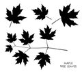 Black silhouettes of maple leaves isolated on white. Autumn fallen leaves of maple tree. Vector Royalty Free Stock Photo