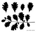 Black silhouettes of oak leaves isolated on white background. Autumn fallen leaves of oak tree. Vector Royalty Free Stock Photo