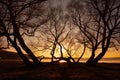 Black silhouettes of an old big trees growing on a lake shore during autumn golden hour Royalty Free Stock Photo