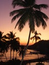 Black silhouettes of palm trees, evening view, coast and sunset sky.