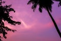 Black silhouettes of palm trees and leaves on a pink purple sunset sky