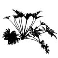 Black Silhouettes of philodendron xanadu plant