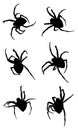 Black silhouettes of shaggy spider on white background