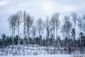 Black silhouettes of tall bare aspens against the gray sky. Panoramic landscape view of row of trees in snowy winter forest.