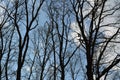 Black silhouettes of trees with interlacing of branches on the background of blue sky with light clouds