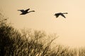 Black silhouettes of two swans flying over trees at sunset Royalty Free Stock Photo