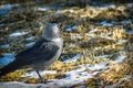 A black and silver bird with white eyes and a black beak sits on the ground among dried grass and snow.