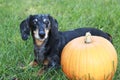 Black and Silver Dapple Dachshund Laying in the grass next to an