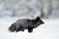 Black silver fox, rare form. Black animal in white snow. Winter scene with nice cute mammal.