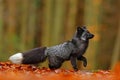 Black silver fox, rare form. Dark red fox playing in autumn forest. Animal jump in fall wood. Wildlife scene from wild nature. Fun