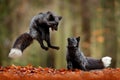 Black silver fox. Two red fox playing in autumn forest. Animal jump in fall wood. Wildlife scene from tropic wild nature. Pair of