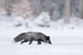 Black silver fox, vulpes vultes, rare form. Black animal in white snow. Winter scene with nice cute mammal. Fox in the snowy