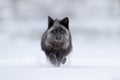 Black silver fox, vulpes vultes, rare form. Black animal in white snow. Winter scene with nice cute mammal. Fox in the snowy