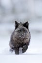 Black silver fox, vulpes vultes, rare form. Black animal in white snow. Winter scene with nice cute mammal. Fox in the snowy