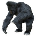 Black silver gorilla 3d illustration isolated on white Royalty Free Stock Photo