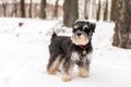 A black and silver schnauzer with an addressee on a red collar walks in the snow and looks away