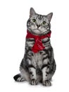 Handsome black silver tabby British Shorthair cat sitting straight up wearing a typical Dutch `boerenzakdoek` around his neck isol