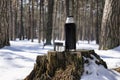 Black and silver thermos with two cups standing on a stump in a snowy forest in winter