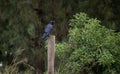 Black single crow perched on wooden post with trees in background Royalty Free Stock Photo