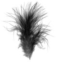 Black single feather quill over white