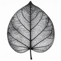 Black Skeleton Leaf on White Background Royalty Free Stock Photo