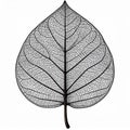 Black Skeleton Leaf on White Background Royalty Free Stock Photo