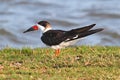 Black Skimmer