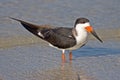 Black Skimmer Royalty Free Stock Photo